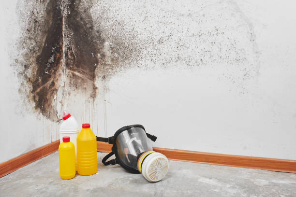  Meade, KS Mold Removal Pros
