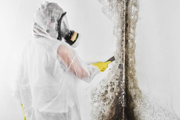 Best Toxic Mold Removal  in Meade, KS