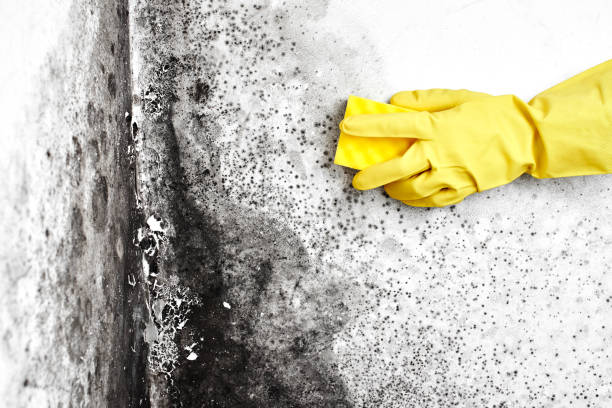 Best Mold Removal Company Near Me  in Meade, KS