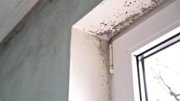 Best Crawl Space Mold Removal  in Meade, KS