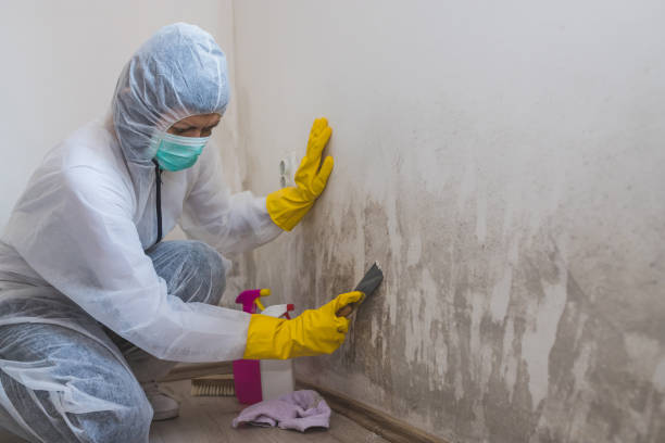 Best Attic Mold Removal  in Meade, KS