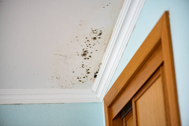 Best Professional Mold Removal  in Meade, KS