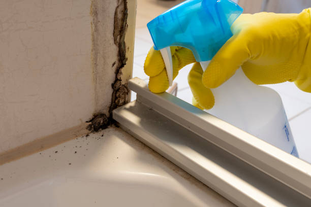 Best Black Mold Removal  in Meade, KS