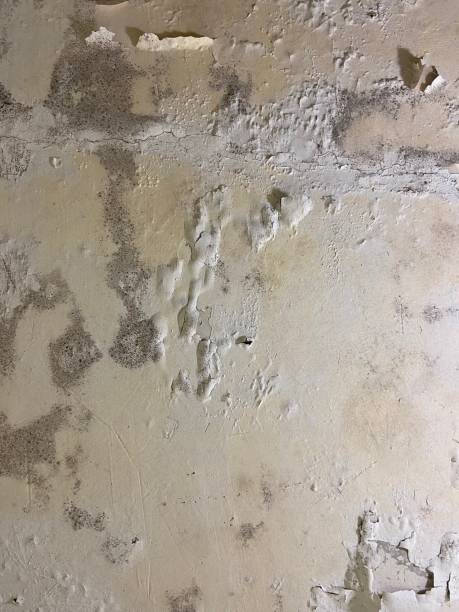 Professional Mold Removal in Meade, KS
