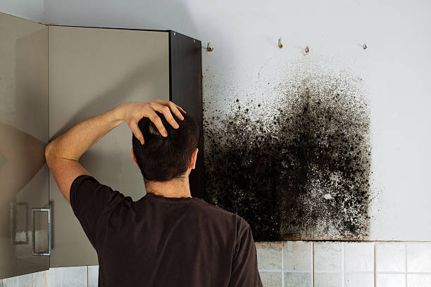 Best Professional Mold Removal  in Meade, KS