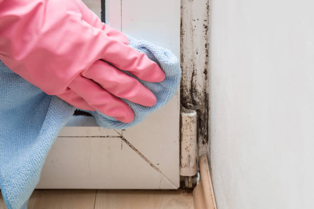 Best Local Mold Removal Service  in Meade, KS