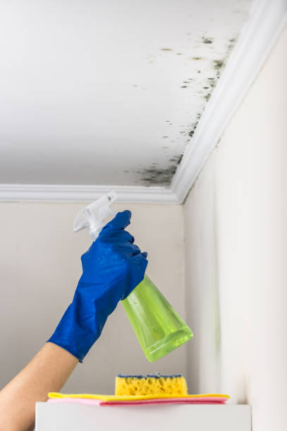 Best Residential Mold Removal  in Meade, KS